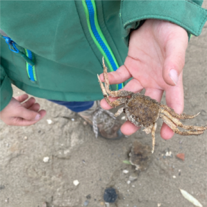 strandreddertjes_2